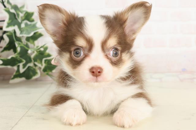 福岡県のチワワ(ロング) (Coo&RIKU筑後店/2025年3月4日生まれ/女の子/チョコレートタン)の子犬