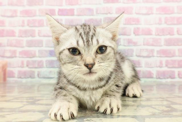 神奈川県のアメリカンショートヘアー (Coo&RIKU日吉店/2025年2月28日生まれ/女の子/シルバータビー)の子猫