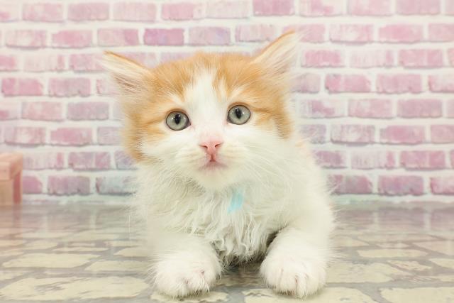 神奈川県のラガマフィン (Coo&RIKU日吉店/2025年3月4日生まれ/男の子/レッドタビーホワイト)の子猫