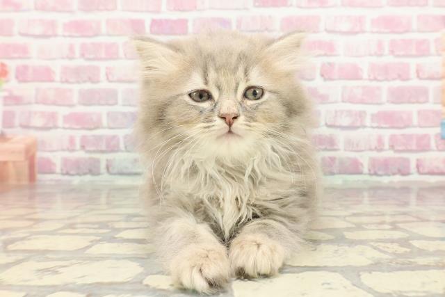 埼玉県のラガマフィン (Coo&RIKU所沢店/2025年3月4日生まれ/女の子/ブルータビー)の子猫