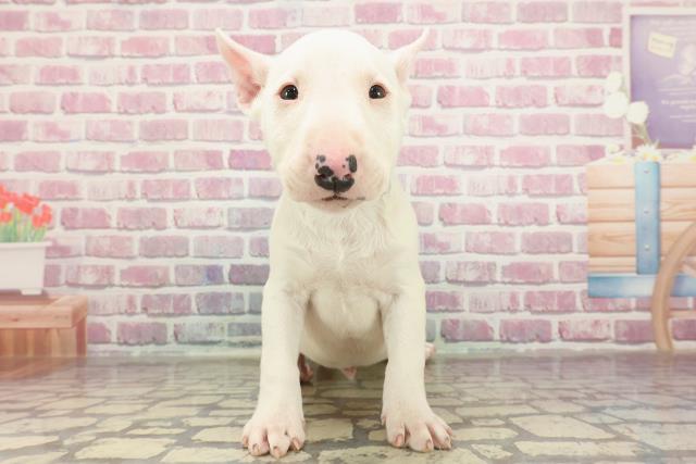東京都のミニチュアブルテリア (Coo&RIKU足立本店/2025年3月3日生まれ/男の子/ホワイト)の子犬