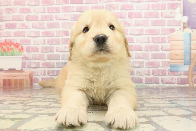 宮城県のゴールデンレトリバー (Coo&RIKU仙台太白店/2025年3月4日生まれ/男の子/ゴールデン)の子犬