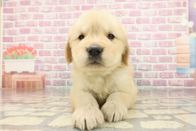 静岡県のゴールデンレトリバー (Coo&RIKU藤枝店/2025年3月4日生まれ/男の子/ゴールデン)の子犬