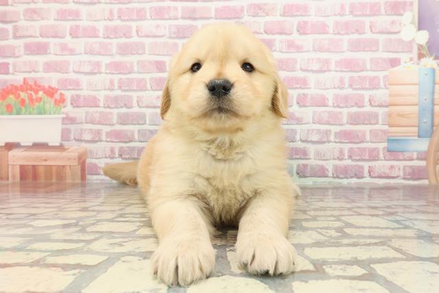 東京都のゴールデンレトリバー (Coo&RIKU江戸川店/2025年3月4日生まれ/女の子/ゴールデン)の子犬