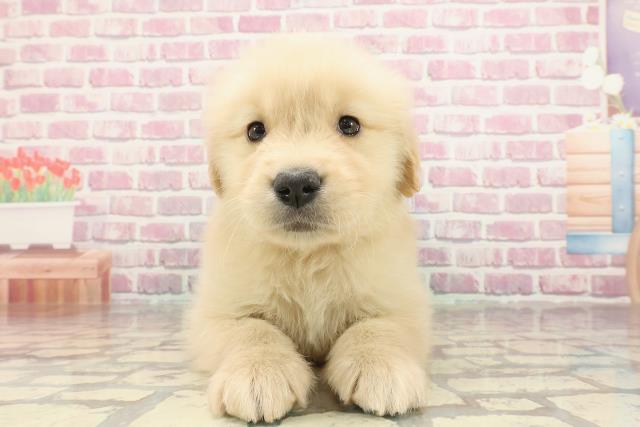 千葉県のゴールデンレトリバー (Coo&RIKU南柏店/2025年3月4日生まれ/女の子/ゴールデン)の子犬