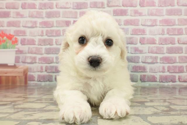 静岡県のビションフリーゼ (Coo&RIKU富士店/2025年3月5日生まれ/男の子/ホワイト)の子犬