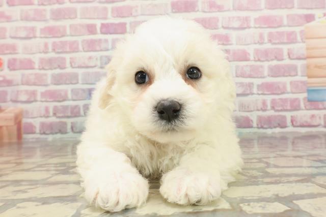 神奈川県のビションフリーゼ (Coo&RIKU横須賀店/2025年3月5日生まれ/女の子/ホワイト)の子犬