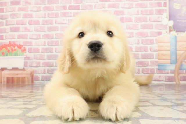 埼玉県のゴールデンレトリバー (Coo&RIKU川越店/2025年3月3日生まれ/男の子/ゴールデン)の子犬