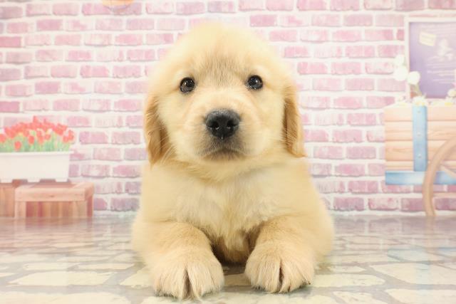 東京都のゴールデンレトリバー (Coo&RIKU立川店/2025年3月3日生まれ/男の子/ゴールデン)の子犬