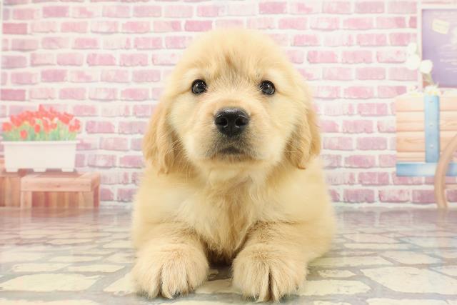 神奈川県のゴールデンレトリバー (Coo&RIKU藤沢店/2025年3月3日生まれ/女の子/ゴールデン)の子犬