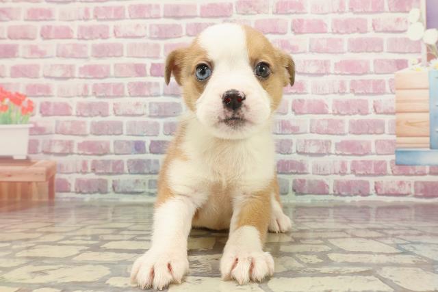 東京都のハーフ犬・ミックス犬 (Coo&RIKU足立本店/2025年3月1日生まれ/男の子/レッドホワイト)の子犬
