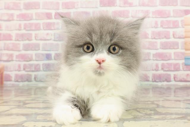 栃木県のラガマフィン (Coo&RIKU小山店/2025年3月3日生まれ/男の子/ブルーホワイト)の子猫
