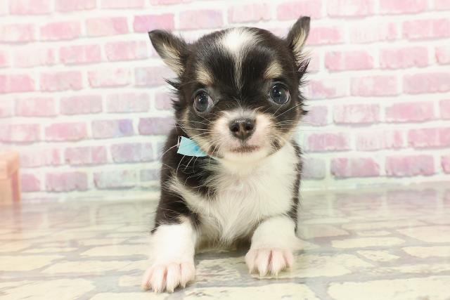 東京都のチワワ(ロング) (Coo&RIKU練馬店/2025年3月5日生まれ/男の子/ブラックタンホワイト)の子犬