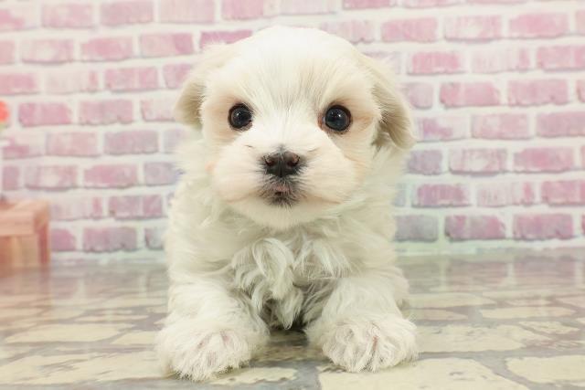 静岡県のマルチーズ (Coo&RIKU富士店/2025年3月2日生まれ/男の子/ホワイト)の子犬