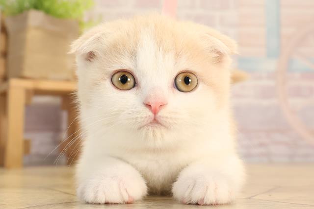 スコティッシュフォールド