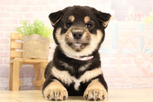 柴犬
