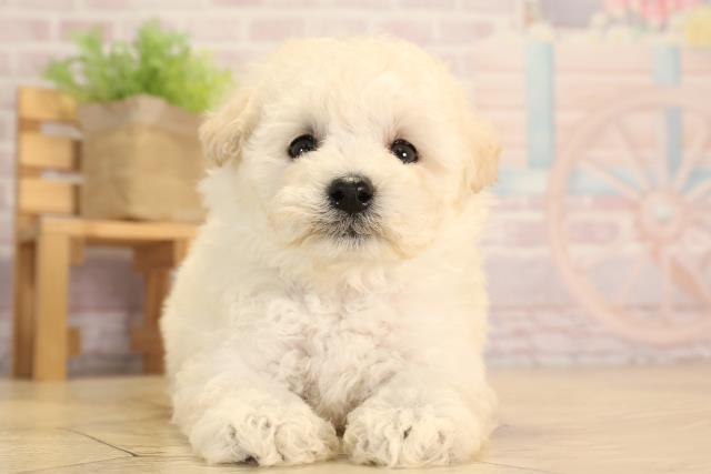 岐阜県のトイプードル(トイ) (Coo&RIKU岐阜店/2025年3月5日生まれ/男の子/ホワイト)の子犬