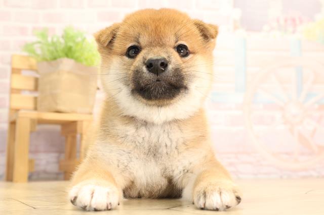 柴犬