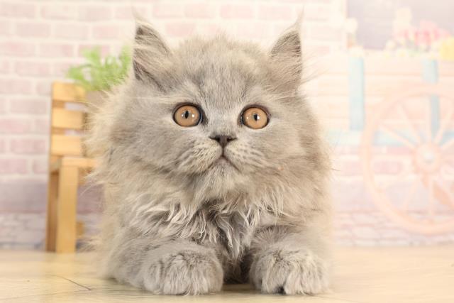 ブリティッシュロングヘアー