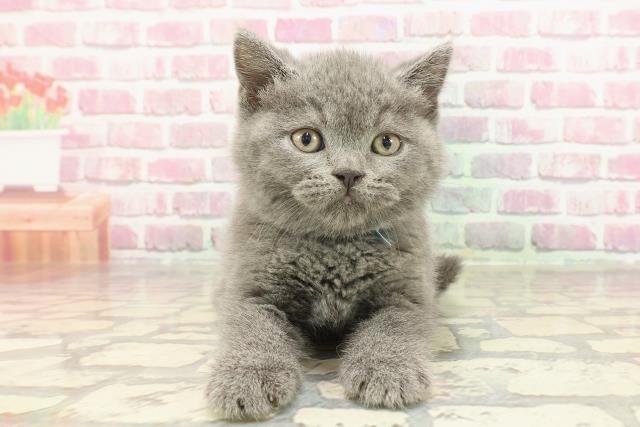 栃木県のブリティッシュショートヘアー (Coo&RIKU足利店/2025年3月4日生まれ/男の子/ブルー)の子猫