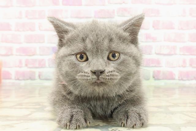 ブリティッシュショートヘアー