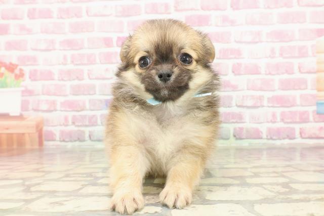 東京都のチワワ(ロング) (Coo&RIKU池袋西口店/2025年3月5日生まれ/男の子/フォーン)の子犬