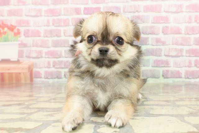 東京都のチワワ(ロング) (Coo&RIKU高円寺店/2025年3月5日生まれ/女の子/フォーン)の子犬