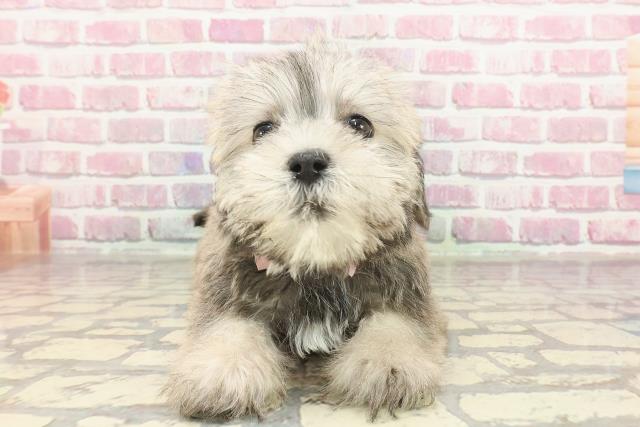 神奈川県のハーフ犬・ミックス犬 (Coo&RIKU小田原店/2025年3月5日生まれ/女の子/ソルトペッパー)の子犬
