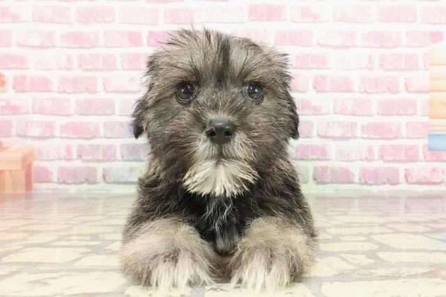 群馬県のハーフ犬・ミックス犬 (Coo&RIKU高崎店/2025年3月5日生まれ/女の子/ソルトペッパー)の子犬