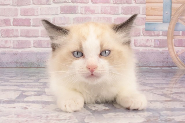 兵庫県のラグドール (Coo&RIKU神戸東灘店/2025年3月5日生まれ/男の子/シールポイントバイカラー)の子猫