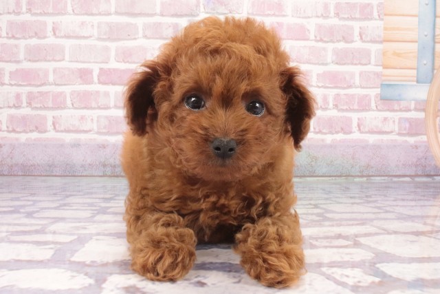 兵庫県のトイプードル(トイ) (Coo&RIKU神戸東灘店/2025年3月4日生まれ/女の子/レッドフォーン)の子犬