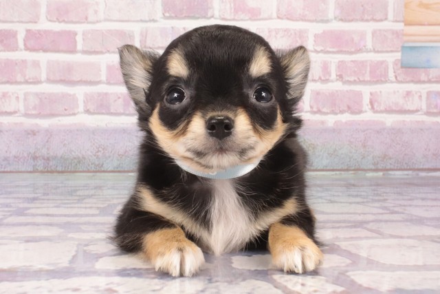大阪府のチワワ(ロング) (Coo&RIKU和泉店/2025年3月3日生まれ/男の子/ブラックタン)の子犬