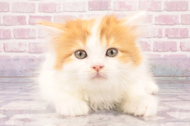 兵庫県のマンチカン (Coo&RIKU神戸三宮店/2025年2月27日生まれ/女の子/レッドタビーホワイト)の子猫