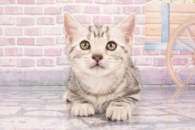 兵庫県のアメリカンショートヘアー (Coo&RIKU三木店/2025年2月20日生まれ/男の子/シルバータビー)の子猫