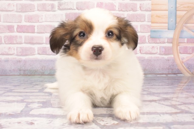 大阪府のパピヨン (Coo&RIKU城東古市店/2025年3月6日生まれ/男の子/レッドホワイト)の子犬