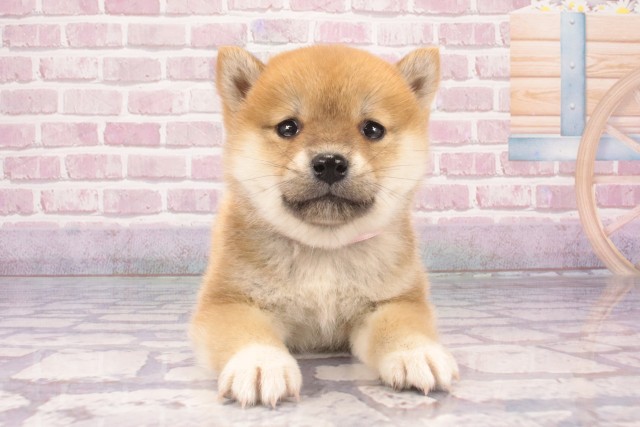 柴犬