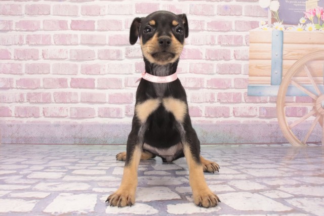 兵庫県のミニチュアピンシャー (Coo&RIKU姫路店/2025年3月5日生まれ/女の子/ブラックタン)の子犬