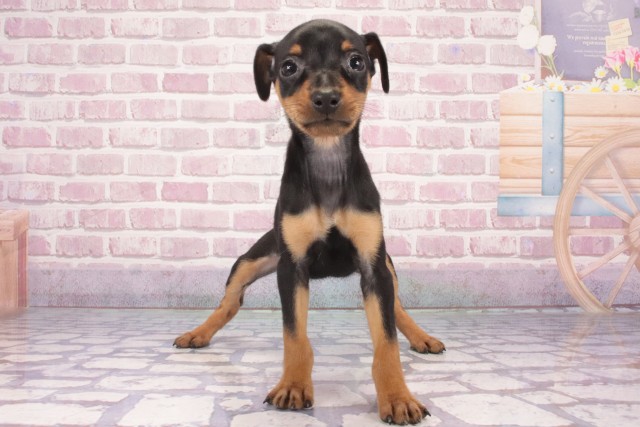 奈良県のミニチュアピンシャー (Coo&RIKU天理店/2025年3月5日生まれ/女の子/ブラックタン)の子犬