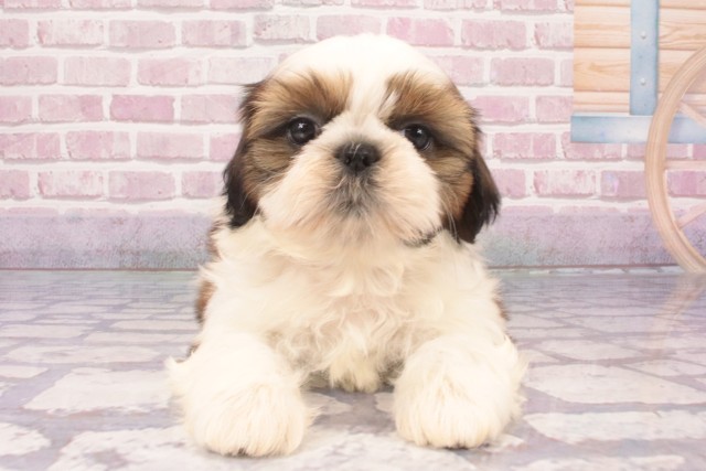 大阪府のシーズー (Coo&RIKU寝屋川店/2025年3月4日生まれ/女の子/ホワイトゴールド)の子犬