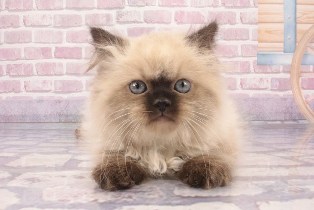 兵庫県のヒマラヤン (Coo&RIKU姫路店/2025年3月6日生まれ/男の子/シールポイント)の子猫