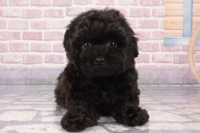 兵庫県のトイプードル(トイ) (Coo&RIKU神戸三宮店/2025年3月4日生まれ/男の子/ブラック)の子犬