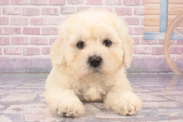 大阪府のビションフリーゼ (Coo&RIKU高槻店/2025年3月3日生まれ/女の子/ホワイト)の子犬
