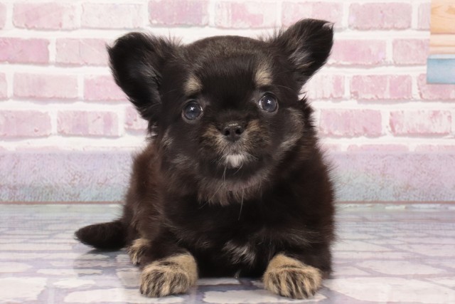 兵庫県のチワワ(ロング) (Coo&RIKU神戸東灘店/2025年3月6日生まれ/女の子/ブラックタン)の子犬