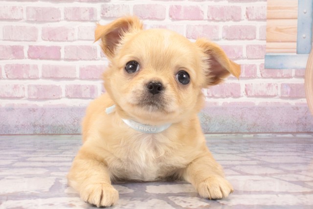 奈良県のチワワ(ロング) (Coo&RIKU天理店/2025年3月5日生まれ/男の子/クリーム)の子犬