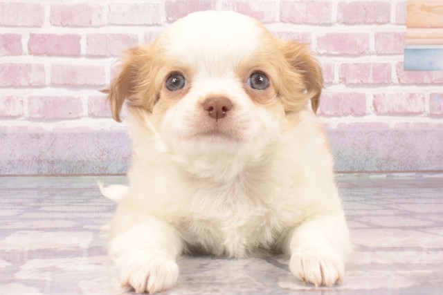 兵庫県のチワワ(ロング) (Coo&RIKU神戸三宮店/2025年3月5日生まれ/女の子/ホワイトクリーム)の子犬