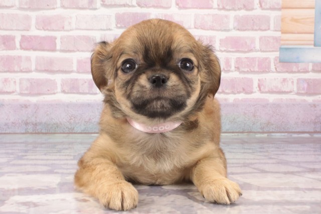 大阪府のチワワ(ロング) (Coo&RIKU梅田店/2025年3月5日生まれ/女の子/フォーン)の子犬