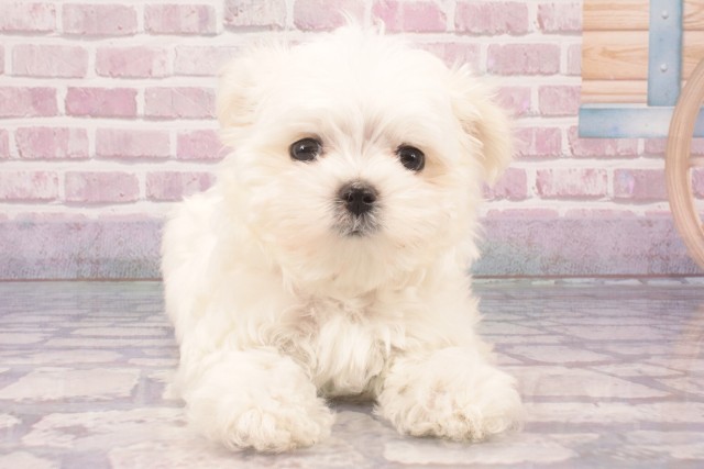 滋賀県のマルチーズ (Coo&RIKU長浜店/2025年3月5日生まれ/女の子/ホワイト)の子犬