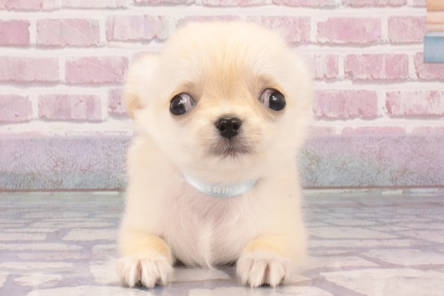 滋賀県のチワワ(ロング) (Coo&RIKU滋賀草津店/2025年3月2日生まれ/男の子/クリーム)の子犬