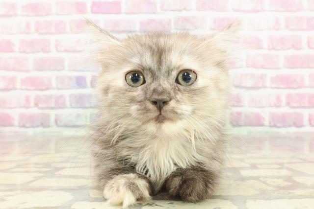 新潟県のマンチカン (Coo&RIKU長岡店/2025年2月26日生まれ/女の子/シルバーパッチドタビー)の子猫