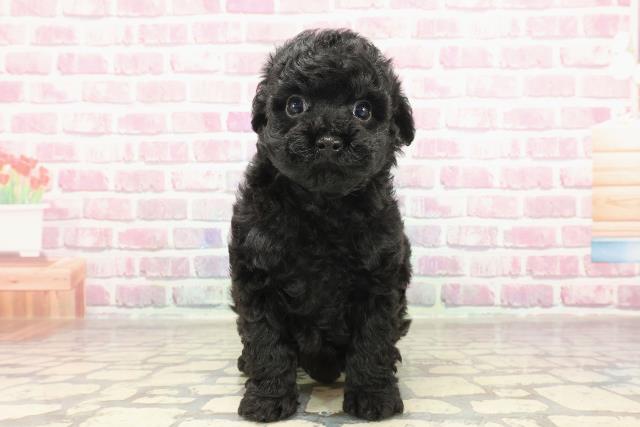 福島県のトイプードル(トイ) (Coo&RIKU郡山店/2025年3月5日生まれ/男の子/ブラック)の子犬